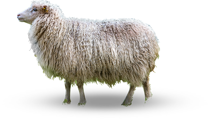 main_sheep
